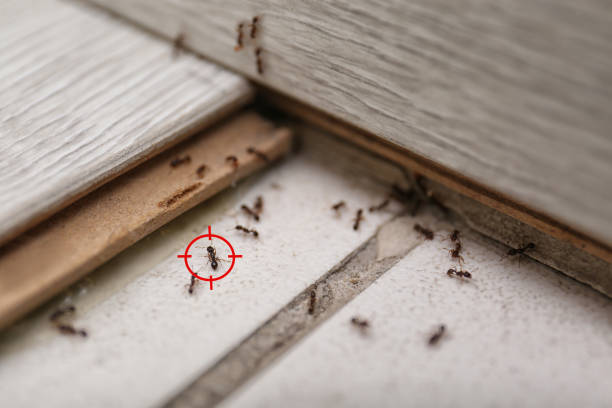 Best Ant Control Services  in Lauderhill, FL